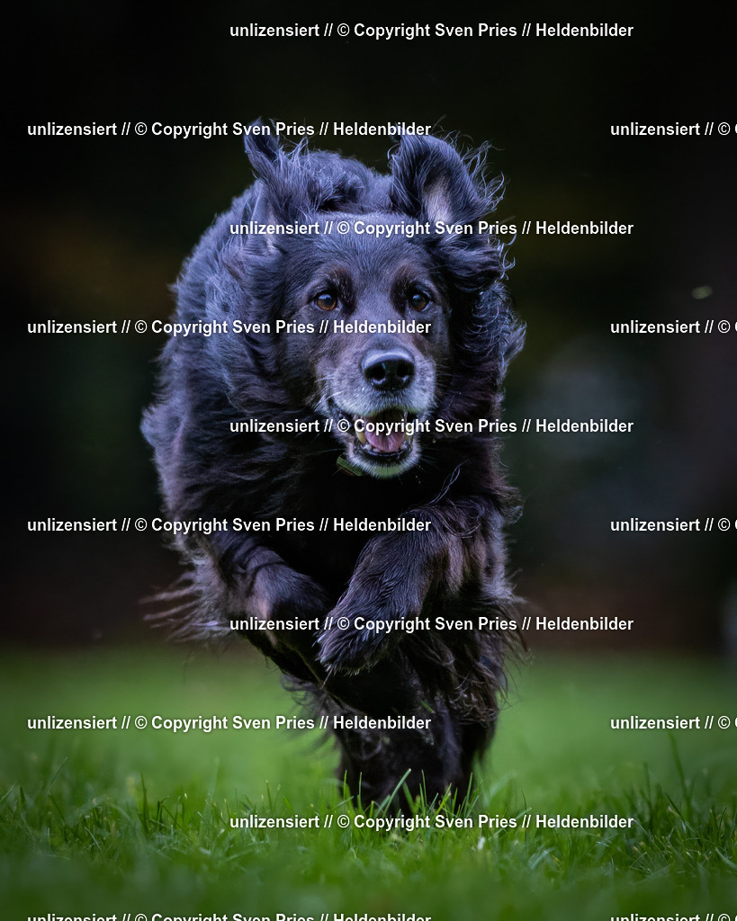 Sven Pries | 2024-10-19 - Hunderennen Ober-Grombach - Realisiert mit Pictrs.com