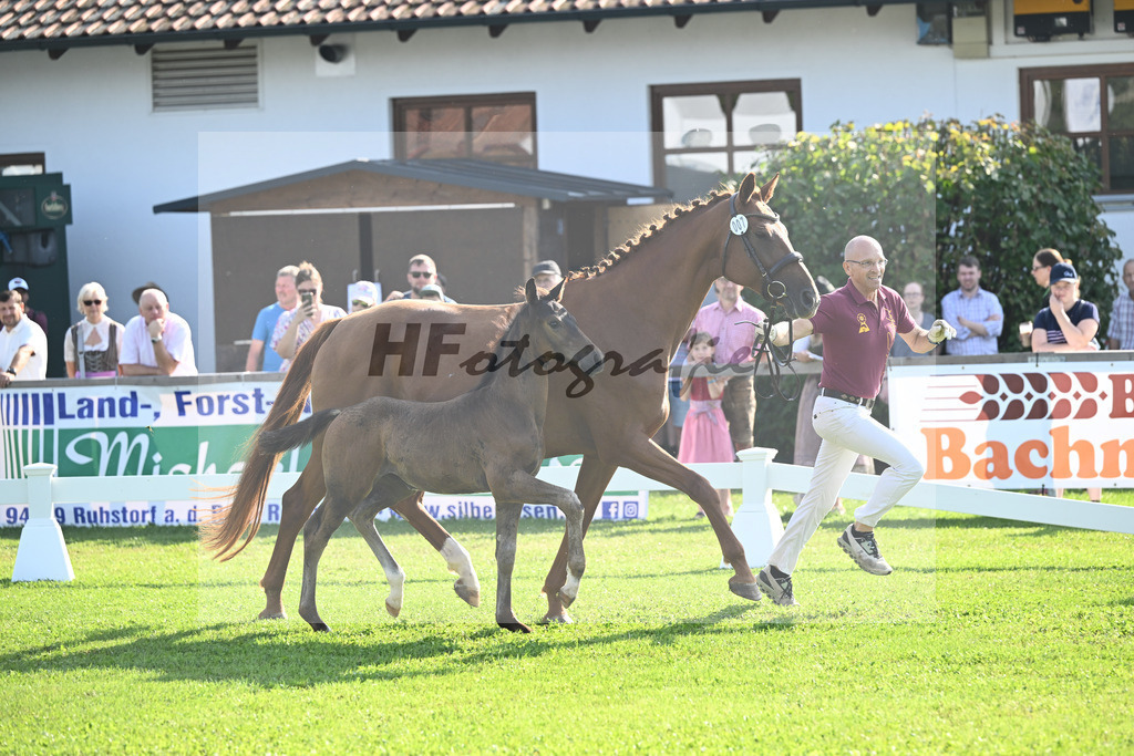 Kat-Nr. 7 Blue Eyes_Lechl_34240089 | hf-fotografie - Realisiert mit Pictrs.com