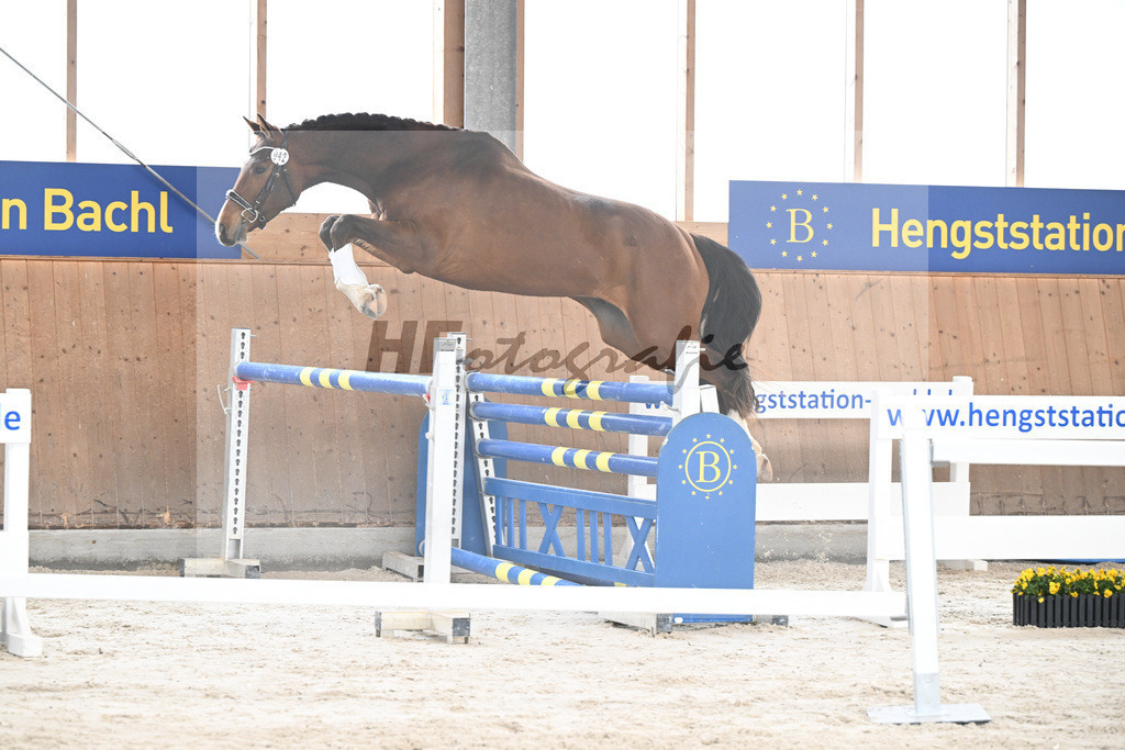 Kat-Nr. 42 Desperado v. Diago_Grundner_5251638 | hf-fotografie - Realisiert mit Pictrs.com