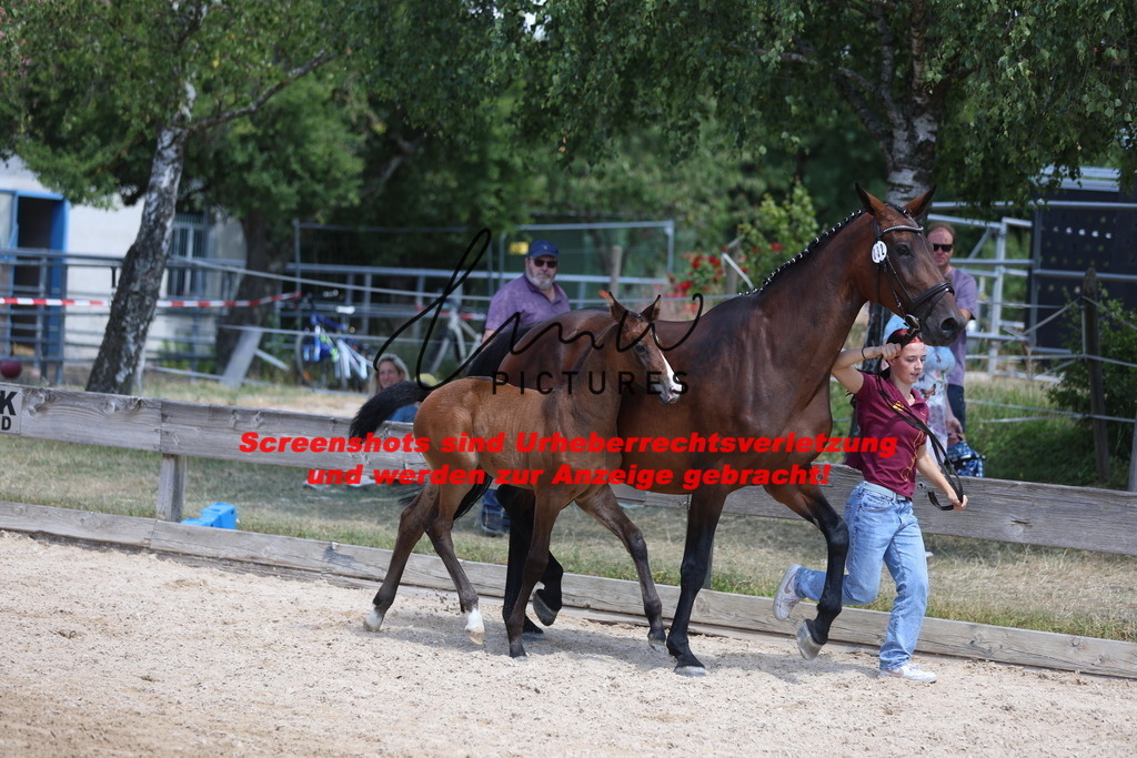 Fohlenschau_Schwäbisch_Hall_springbetonte_Fohlen_KN 32_14 | lmwpictures - Realisiert mit Pictrs.com