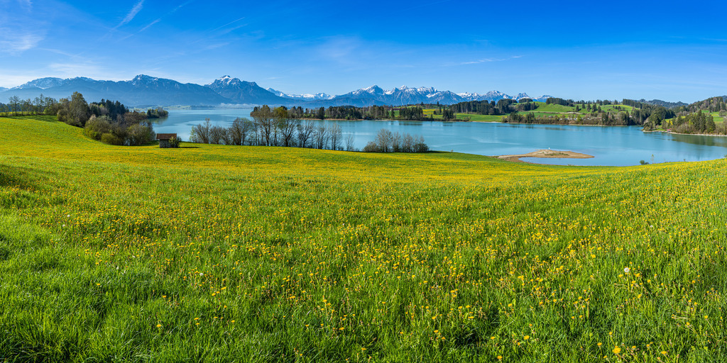 Allgäu Wandbild - Forggensee mit Löwenzahnwiese und Stadel | Da dieser April einer der nassesten der vergangenen Jahre war, fiel die Löwenzahnblüte noch stärker als sonst aus. Dieses Bild ist ein hochauflösendes Panorama, welches aus mehreren Einzelbildern zusammengesetzt wurde und ist daher extrem detailreich im Druck. Der Stadel in der Nähe des Illasbergsees bei Buching ist sicherlich eines der meist fotografierten Motive hier in der Gegend und besonders im Herbst oder Frühling ein wunderschönes Motiv.