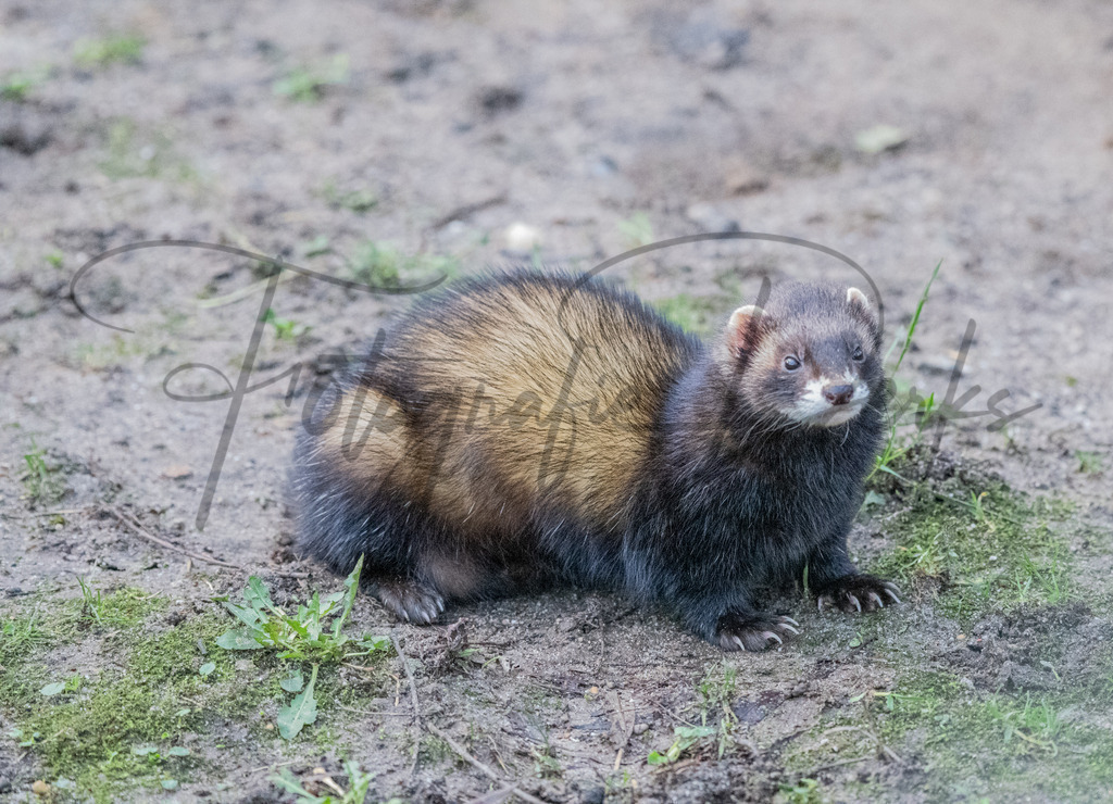 tiere-1-18 | fotografie-derks - Realisiert mit Pictrs.com