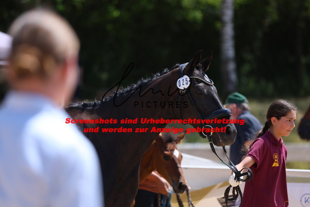 Fohlenschau_Schwäbisch_Hall_springbetonte_Fohlen_KN 25_11 | lmwpictures - Realisiert mit Pictrs.com