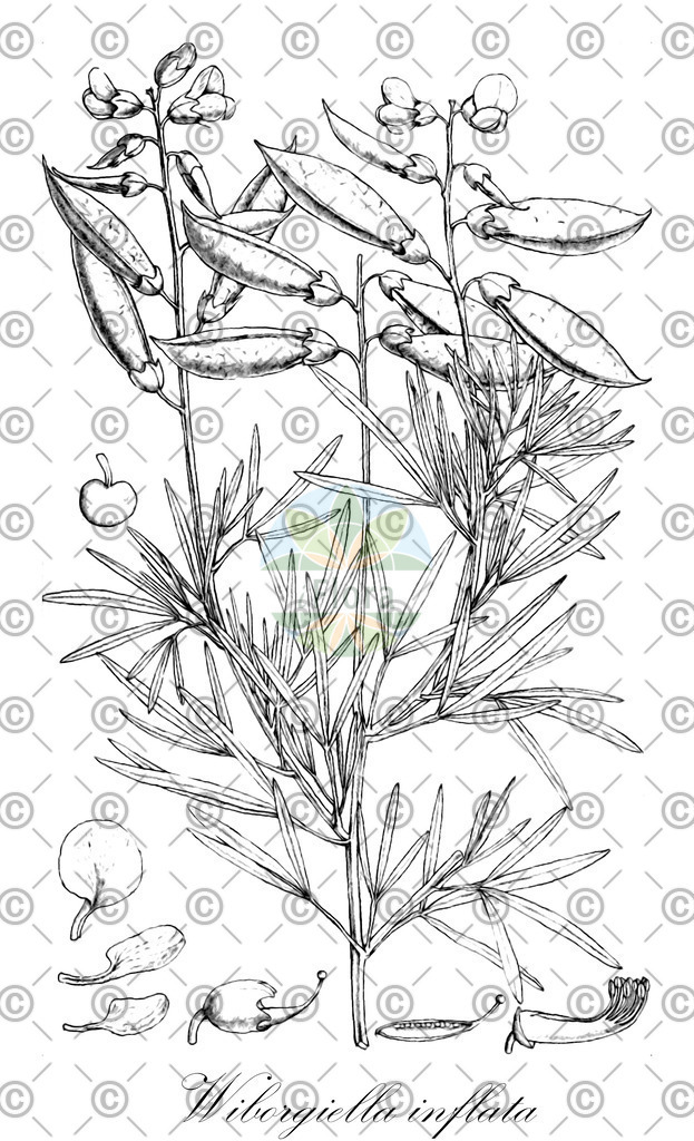 HistAbb_wfo-0001140236_1_ENZY_Simple | Historische Abbildung von Wiborgiella inflata - Fabaceae | Historical Illustration of Wiborgiella inflata - Fabaceae