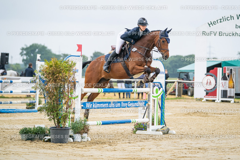 DSC01187 | Pferdegrafie