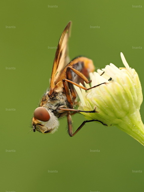 Breitflügelige Raupenfliege (Ectophasia crassipennis) | Die Breitflügelige Raupenfliege (Ectophasia crassipennis) ist eine 5–9 mm große, variabel gefärbte Raupenfliege aus der Familie der Tachinidae. Die Adulten besuchen Blüten, während die Larven als Parasitoide in anderen Insekten leben.
 –  – 
The Broad-winged Tachinid Fly (Ectophasia crassipennis) is a 5–9 mm variably colored tachinid fly from the family Tachinidae. Adults visit flowers, while the larvae live as parasitoids inside other insects. - Realisiert mit Pictrs.com