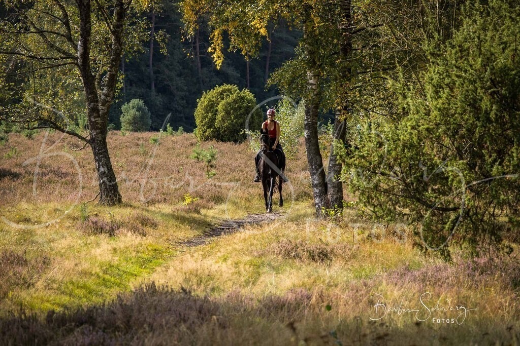 DdLH-WehlenerHeide_2025-09-20_49 | Fotografie, Veranstaltungs-Fotografie, Pferde-Fotografie, Landschafts-Fotografie, Reise-Fotografie - Realisiert mit Pictrs.com