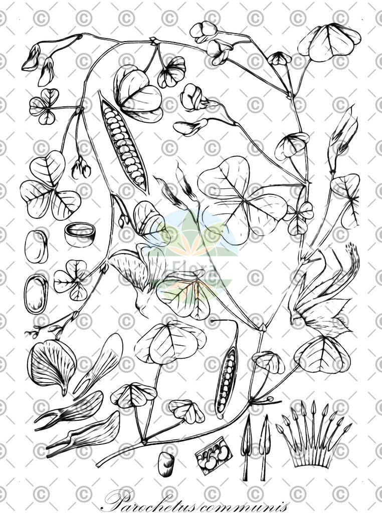 HistAbb_wfo-0000908609_1_ENZY_Simple | Historische Abbildung von Parochetus communis - Fabaceae | Historical Illustration of Parochetus communis - Fabaceae