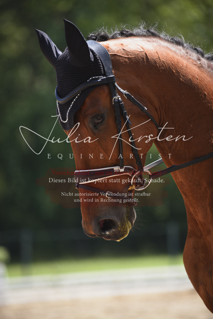 DSC_1341 | Pferde- und Turnierfotografie in Westsachsen. Pferdeportraits, Auftragszeichnungen und intuitive Kunst.