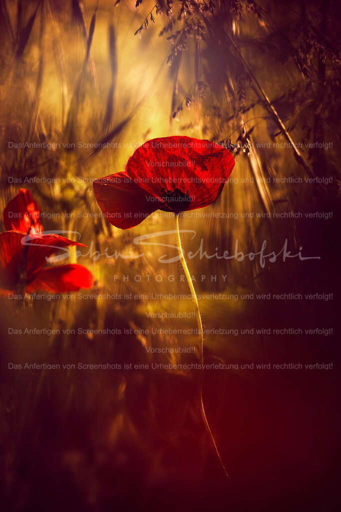 Wandbild Mohnblume | People- und Tierfotografie, Imageaufnahmen, Veranstaltungsfotografie und Wandbilder aus der Natur ★ Made in Germany ✔️ Druck + Downloads ✔️ Naturfotografie in Top Qualität ★ schneller Versand, weltweite Lieferung! - Realisiert mit Pictrs.com