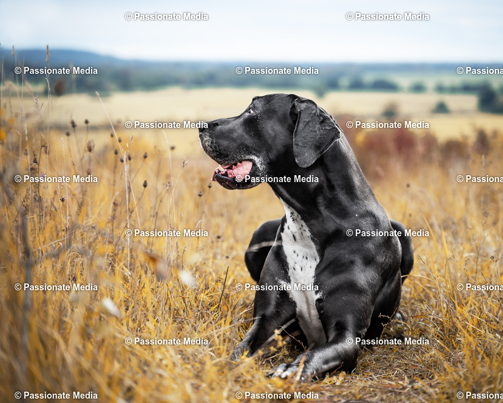 _DSC5781 | Passionate Media, dein Fotograf aus Brandenburg, Märkisch Oderland, im Bereich Motorsport, Autos und Motorräder sowie Events und auch Hunde. Shootings oder auch Eventbegleitungen können bei mir gebucht we