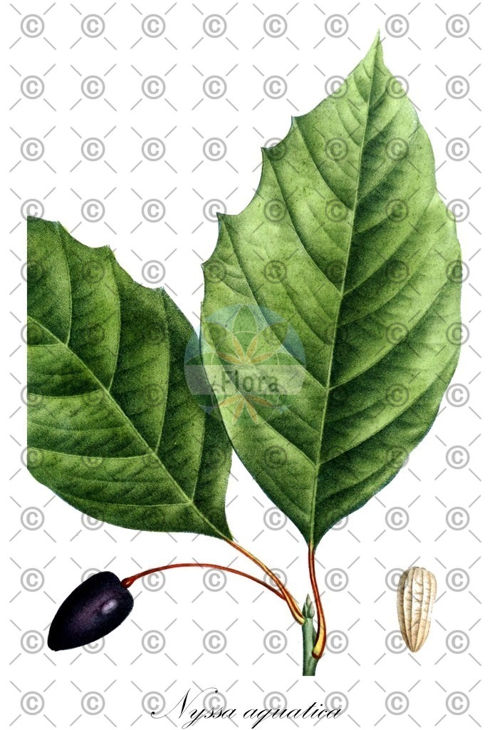 HistAbb_wfo-0000252625_1_ENZY_Simple | Historische Abbildung von Nyssa aquatica - Nyssaceae | Historical Illustration of Nyssa aquatica - Nyssaceae (cotton gum)