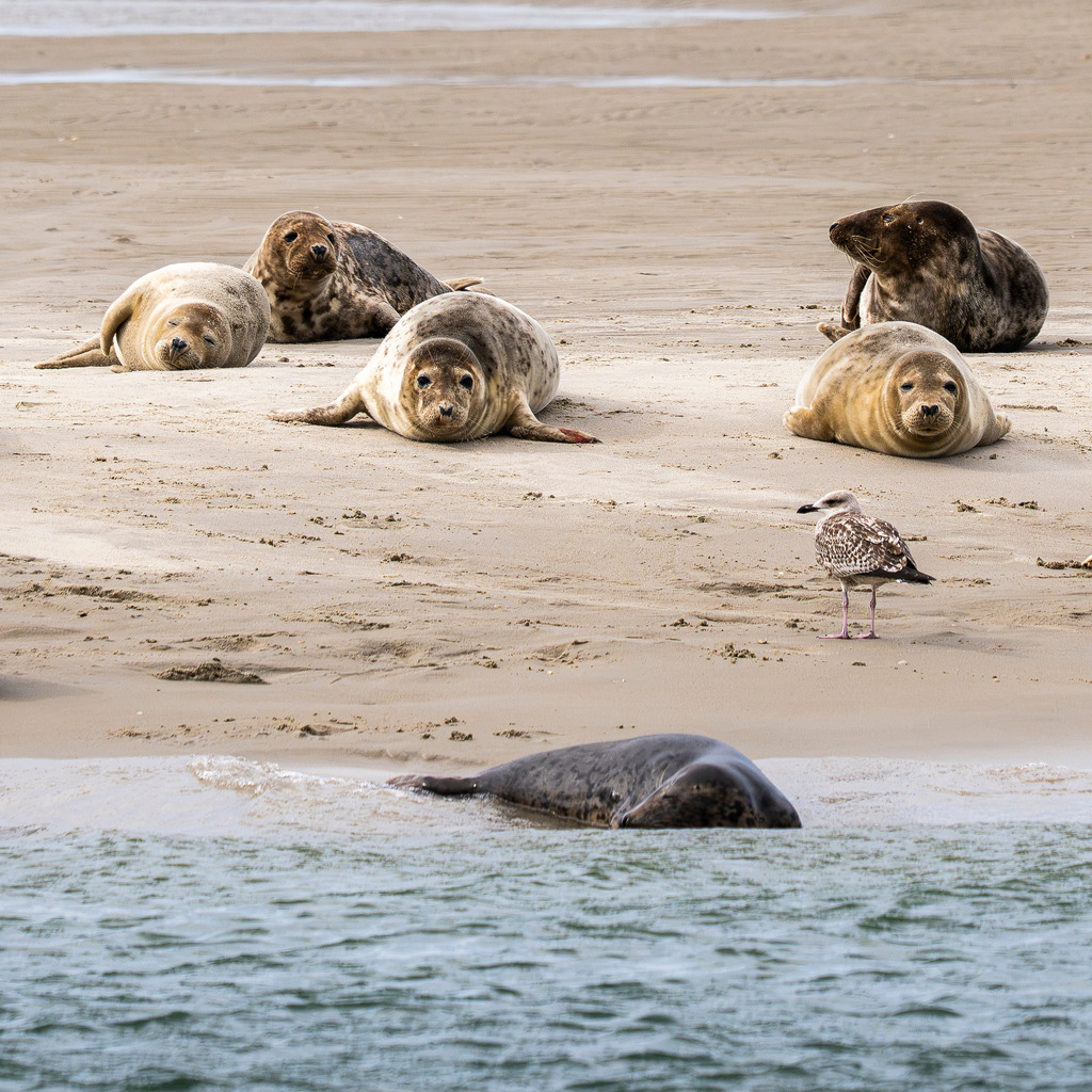 Seehunde und Kegelrobben auf einer Sandbank auf Texel: Eine Möwe leistet Gesellschaft im Wattenmeer | Mehrere Seehunde und Kegelrobben ruhen entspannt auf einer sandigen Bank im Wattenmeer der niederländischen Nordseeinsel Texel. Nahe den Meeressäugern hat sich eine junge Möwe im Sand niedergelassen. Diese detailreiche Naturaufnahme eignet sich hervorragend für redaktionelle Berichte über die heimische Fauna, den Artenschutz und den Nationalpark Wattenmeer. - Realisiert mit Pictrs.com