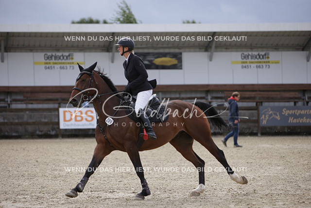 1J2A0780Britta Braunert_ Convolto PS_ Kn289_ Havekost | Foto- und Videografie für alles rund ums Pferd. Hochwertige Bilder und Videos vom Spring- und Dressurreiten, Voltigieren & mehr. Jetzt aktuelle Veranstaltungen und Preise im Shop ansehen. - Realisiert mit Pictrs.com