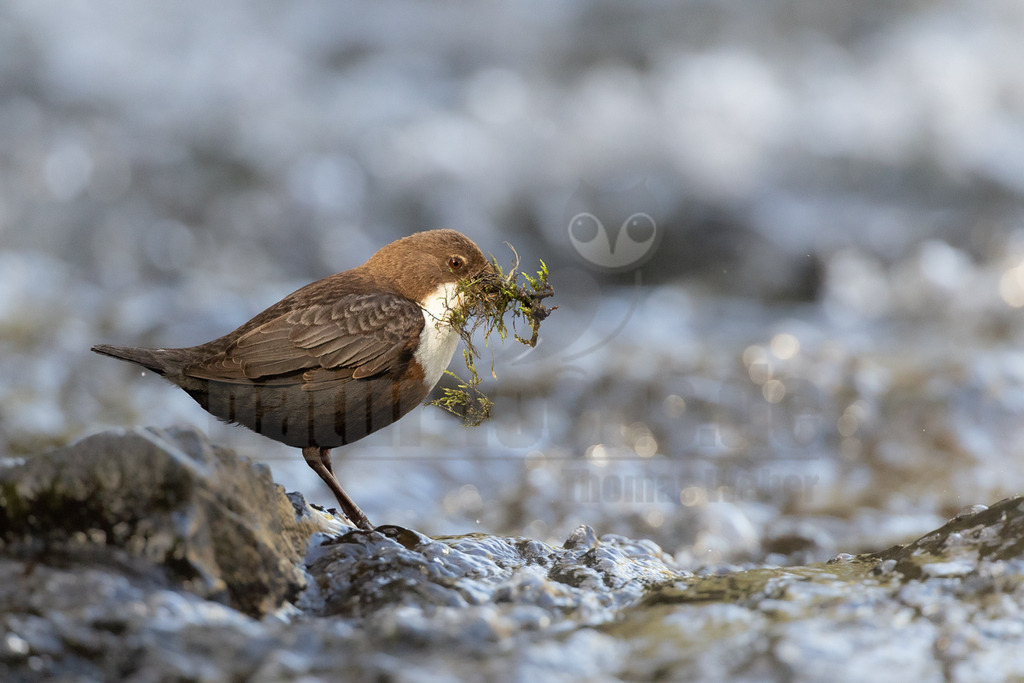 R5M21197_20260426 | Eine Wasseramsel (Cinclus cinclus) steht auf einem Stein in einem Bach. Der Vogel mit dem braunen Gefieder und der weißen Kehle hält einen großen Büschel grünes Moos im Schnabel, den er für den Nestbau sammelt. - Realisiert mit Pictrs.com