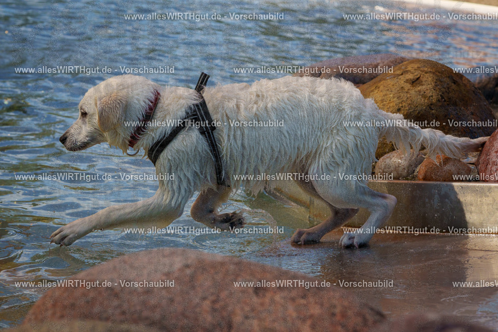 Hundeschwimmen_Grefrath_2026-allesWIRTHgut_Tierfotografie-13_11-FAY00539 | Professionelle Tierfotografie in Mönchengladbach von Daniel Wirth (allesWIRTHgut). Liebevolle & natürliche Bilder von Hunden & Katzen für unvergessliche Erinnerungen.