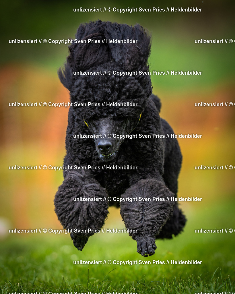 Sven Pries | 2025-04-13 - Hunderennen Baden-Baden - Realisiert mit Pictrs.com