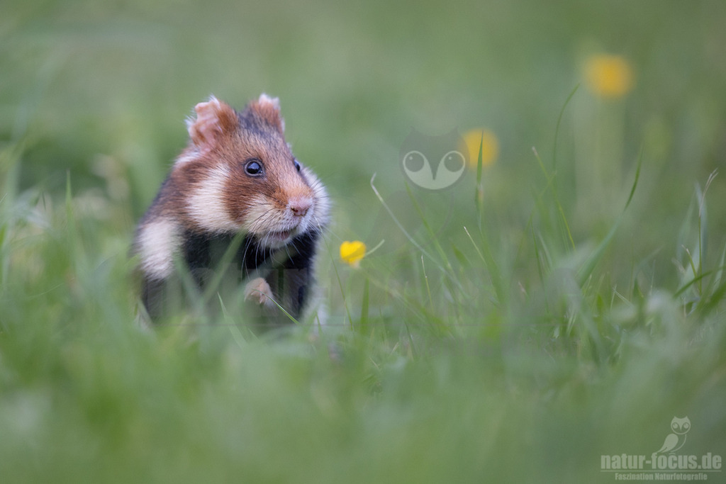 R5NF5745_20240511 | Der Feldhamster (Cricetus cricetus) ist die einzige Art der Gattung Hamster in Europa und etwa so groß wie ein Meerschweinchen. Er legt einen weit verzweigten Bau unter dem Acker an. Der hübsche Nager ernährt sich von Getreide und anderen Feldfrüchten und hält von circa Oktober bis April einen festen Winterschlaf. - Realisiert mit Pictrs.com