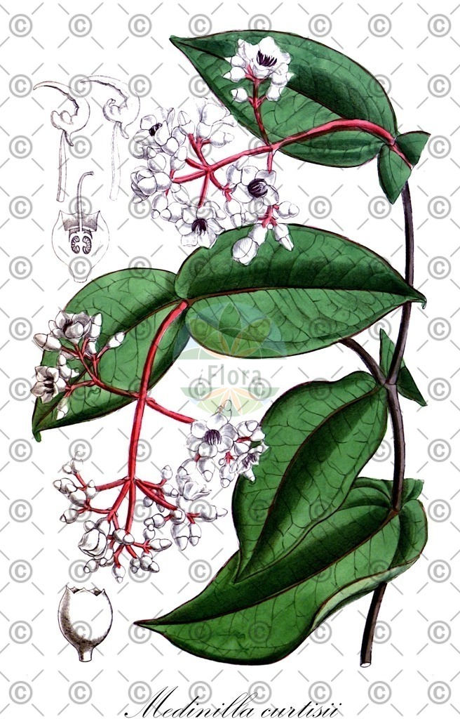 HistAbb_wfo-0000450674_1_ENZY_Simple | Historische Abbildung von Medinilla curtisii - Melastomataceae | Historical Illustration of Medinilla curtisii - Melastomataceae