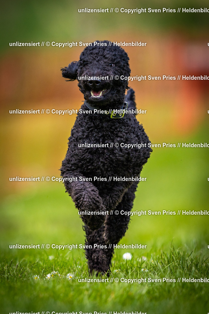 Sven Pries | 2025-04-13 - Hunderennen Baden-Baden - Realisiert mit Pictrs.com