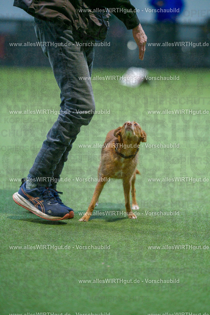 7R502628 | Professionelle Tierfotografie in Mönchengladbach von Daniel Wirth (allesWIRTHgut). Liebevolle & natürliche Bilder von Hunden & Katzen für unvergessliche Erinnerungen.