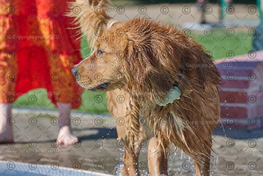 145_202509_4Hundebadetag_NZ9_2597 | proPHOTO - Realisiert mit Pictrs.com