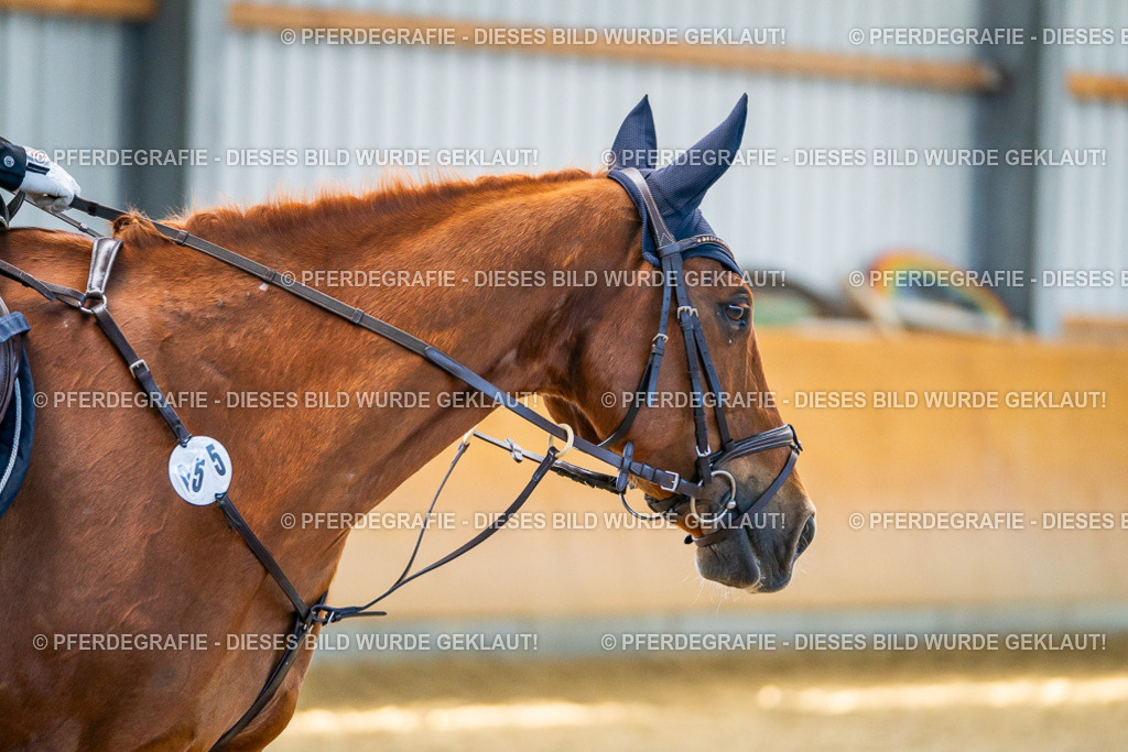 DSC01326 | Pferdegrafie