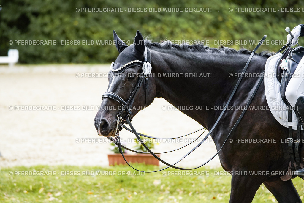 DSC01379 | Pferdegrafie