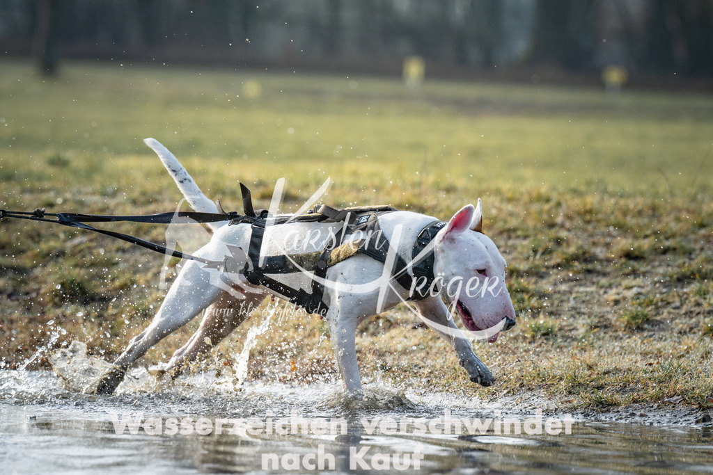 0850_ZZ98704 | kk-dogfotos