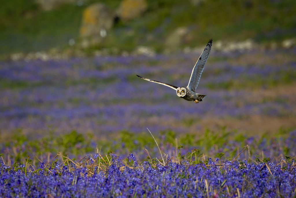 Silent Over Bluebells | A Short-eared Owl (Asio flammeus) glides low over a carpet of bluebells on Skomer Island, Wales. Hunting with silent precision, the owl follows the contours of the landscape in search of small mammals, creating a fleeting moment where wildlife and spring colours come together.