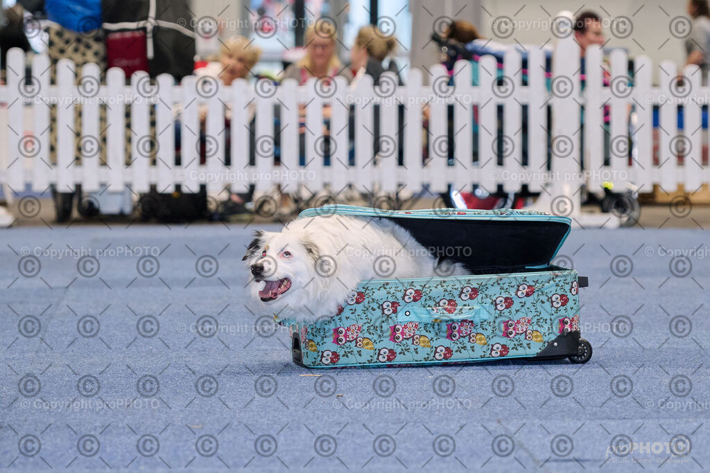 202406_ÖKV-IHA-Tulln24_NZ9_7693 | proPHOTO - Realisiert mit Pictrs.com