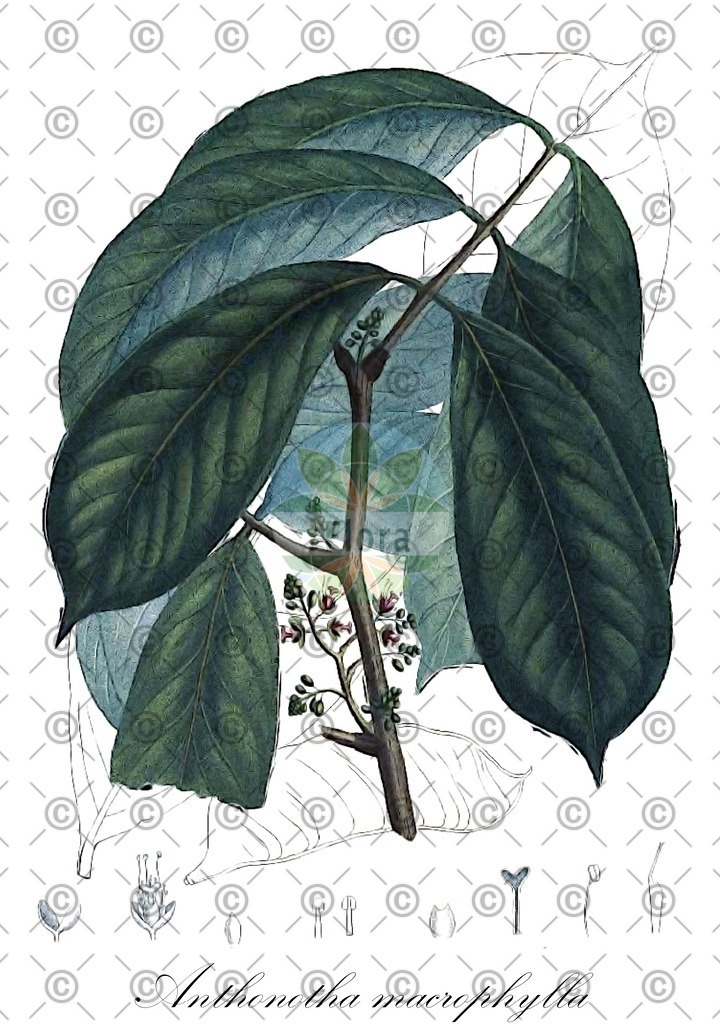 HistAbb_7NQ7Y_1_ENZY_Simple | Historische Abbildung von Anthonotha macrophylla - Fabaceae | Historical Illustration of Anthonotha macrophylla - Fabaceae