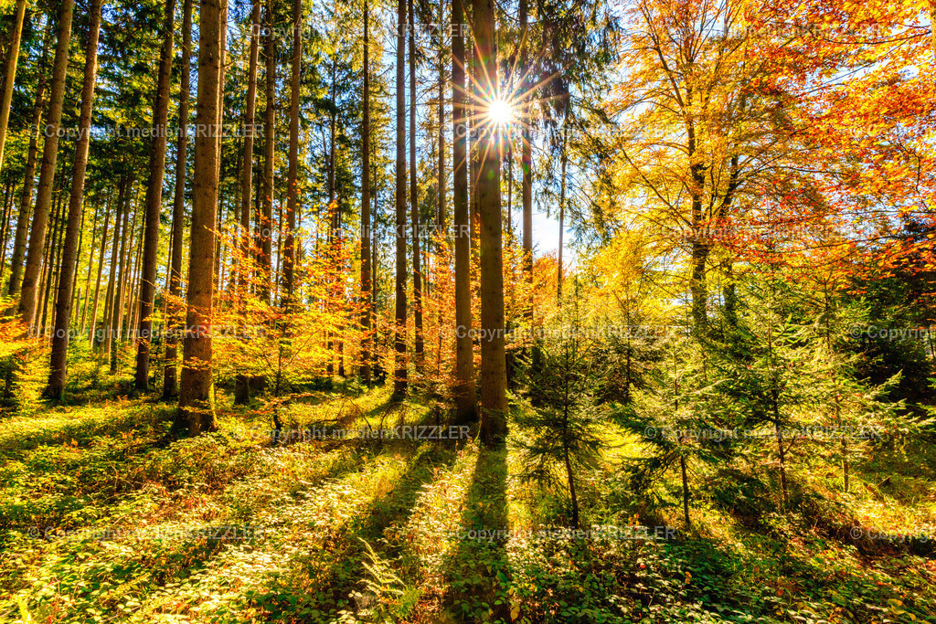 _J3A8774 | medienkrizzler - Realisiert mit Pictrs.com