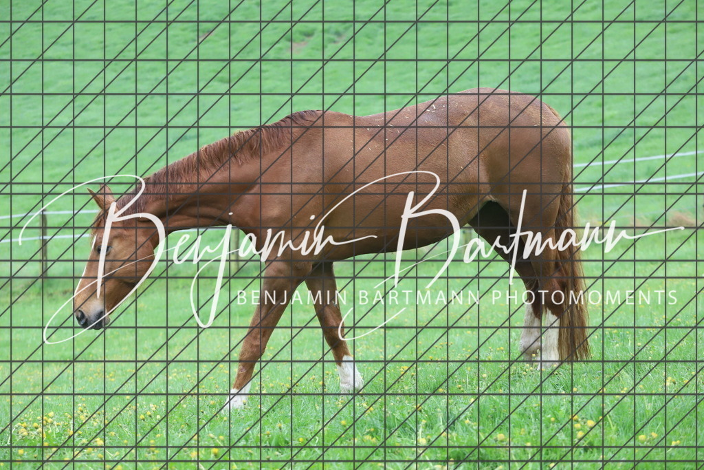 IMG_4297 | Benjamin Bartmann Photomoments