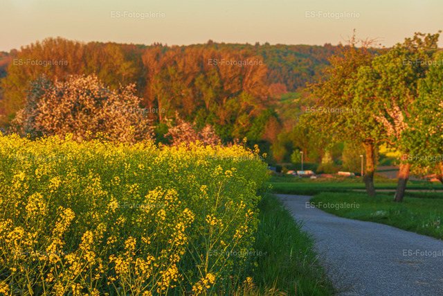 Rapsfeld mit Obstbäumen im Abendlicht