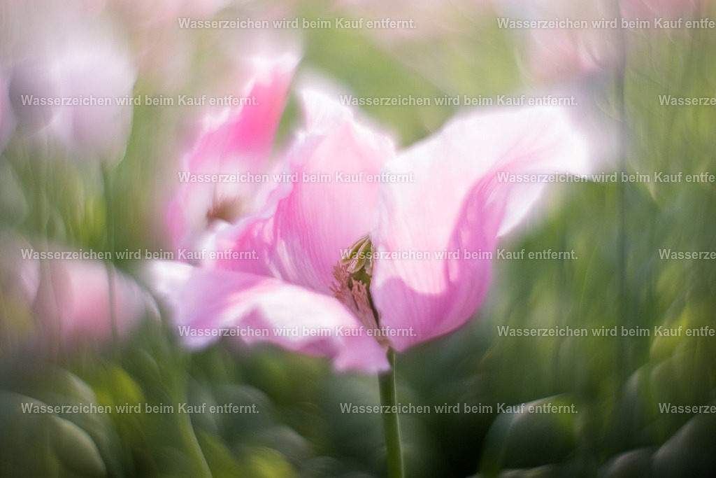 Traumzeit | Die Botschaft zum Bild lautet: Was will sich in Deinem Innesten herausschälen? Was darf heilen? Was darf gehen? Nimm dir Zeit für dein Innerstes, für deine Träume.