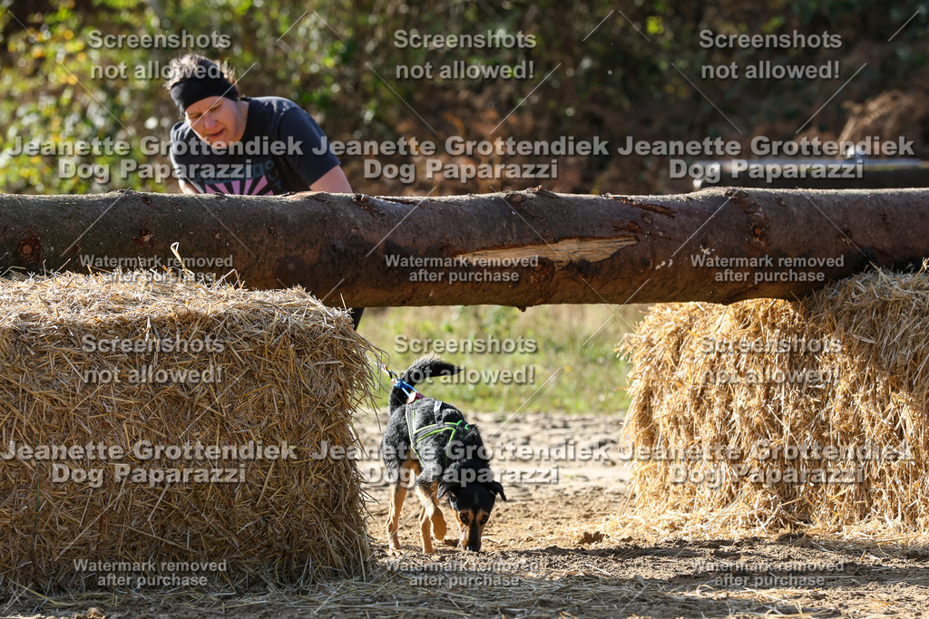 Dog Paparazzi - Strongdog 10-25-5976 | Dog Paparazzi Jeanette Grottendiek Fotografie & Videografie - Realisiert mit Pictrs.com