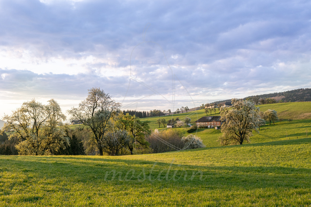 Birnbaumbluete_Mostviertel_best_Of_Mostdirn_Irmgard_Wieser-7910 | Ihre Fotografin im Lungau, ihre Fotografin im Mostviertel, Wandbilder Onlineshop, Imagefotos für Ihr Unternehmen,  - Realisiert mit Pictrs.com