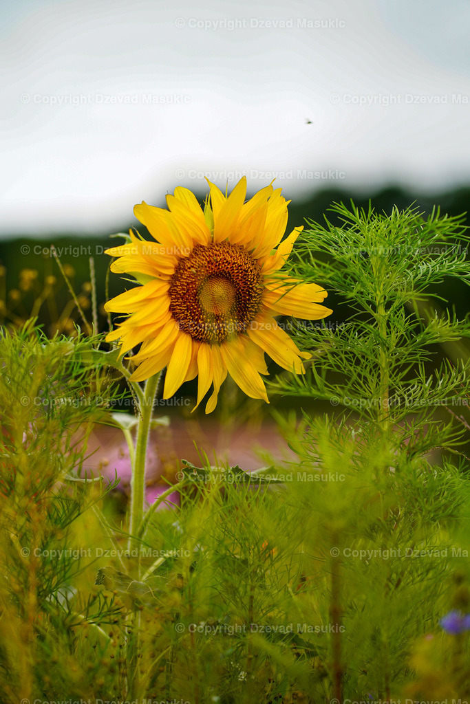 EA5F456D-1A7A-4113-B796-C5FB9EB6765C | Ich fotografiere Landschaften, Produkte und erstelle für Sie Firmenportraits. Engagieren Sie mich für den nächsten Projekt. - Realisiert mit Pictrs.com