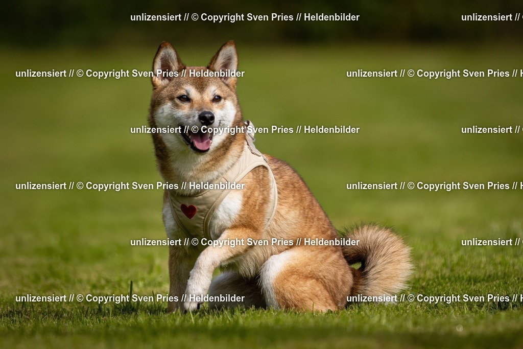 Sven Pries | 2024-09-22 - Hunderennen Baden-BadenPudelverein - Realisiert mit Pictrs.com