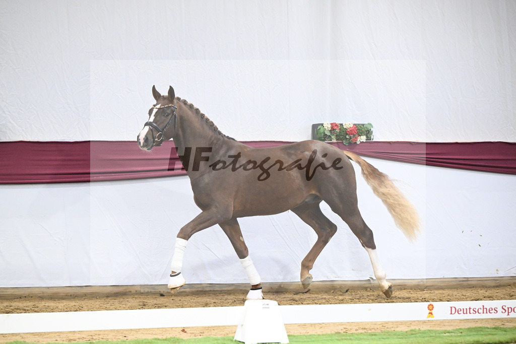 Kat-Nr. 64 Sky x Damsey_Heiko Klausing_47252330 | hf-fotografie - Realisiert mit Pictrs.com