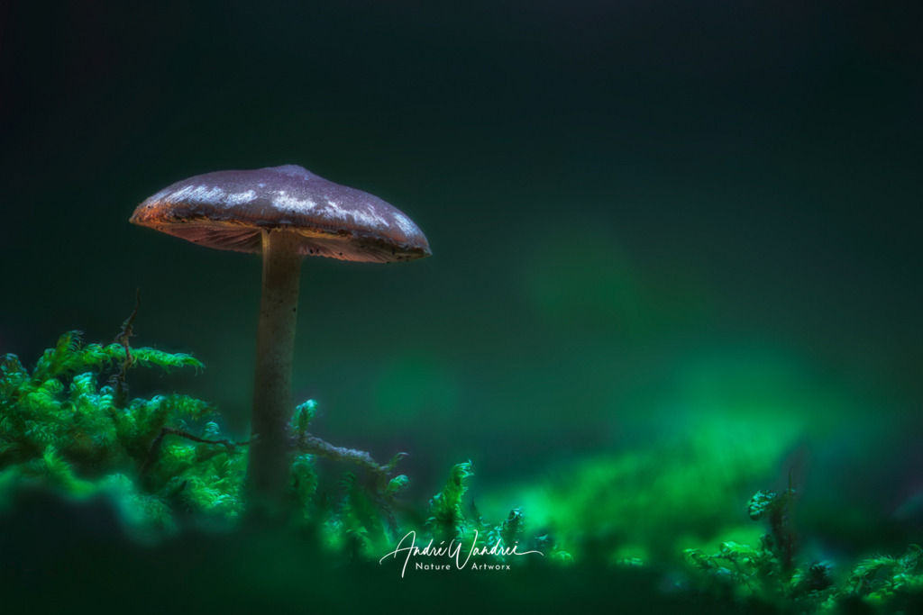 Leuchtpilz (4) | Andre Wandrei - Nature Artworx - Realisiert mit Pictrs.com