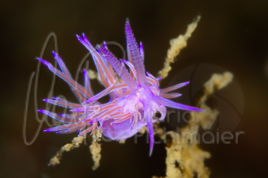 Flabellina affinis | Nacktschnecke / Nudibranch / Nudibranquio - Realisiert mit Pictrs.com