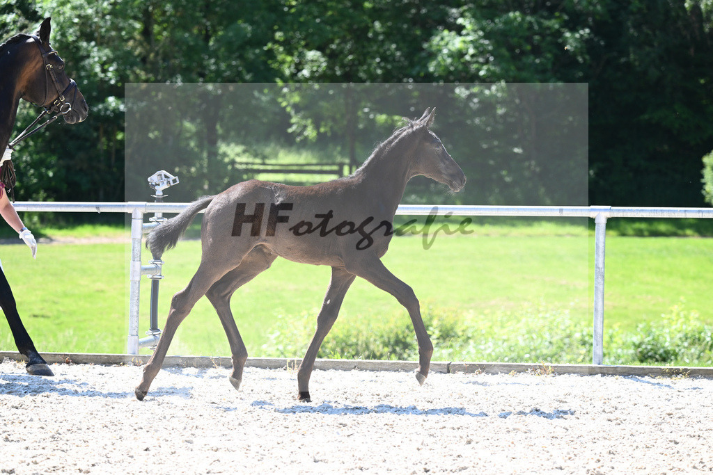 Kat-Nr. 8 HF Fuerst Zonik PS_Kratz_16230263 | hf-fotografie - Realisiert mit Pictrs.com