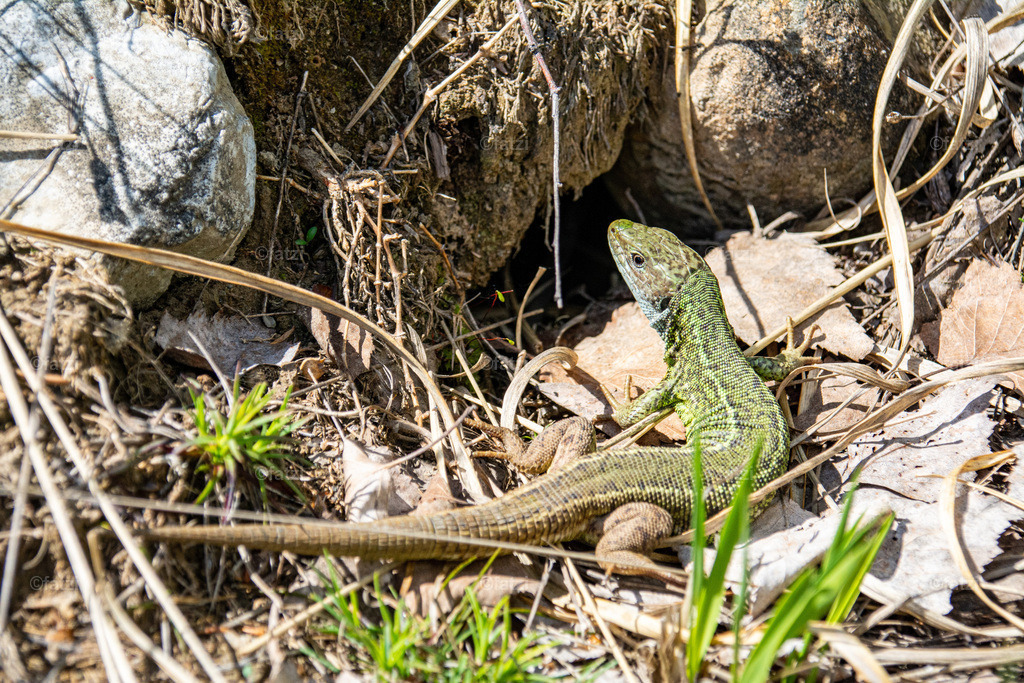 Smaragdeidechse _fatzi_20210516-112548-k | Fatzi Bilder-Archiv! 
Die Bilder sind für private Nutzung lizenzfrei. Die kommerzielle Nutzung ist möglich und erwünscht, jedoch bitte ich um vorherige Kontaktaufnahme per E-Mail (info@fatzi.at) oder unter +43 650 7828269 - Realisiert mit Pictrs.com