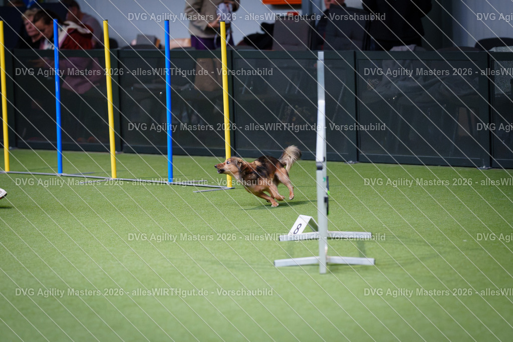 allesWIRTHgut_Tierfotografie-DVG_Agility_Masters_2026-12_23-7R508156 | Professionelle Tierfotografie in Mönchengladbach von Daniel Wirth (allesWIRTHgut). Liebevolle & natürliche Bilder von Hunden & Katzen für unvergessliche Erinnerungen.