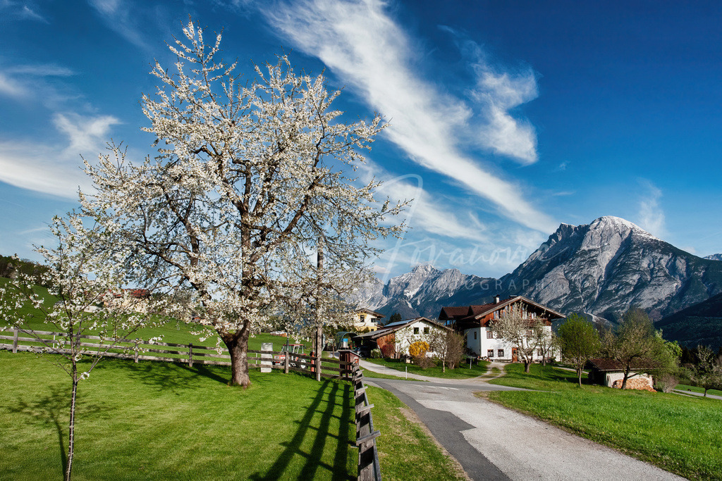 Flaurlingberg | Frühling am Flaurlingberg. Im Hintergrund die Hohe Munde