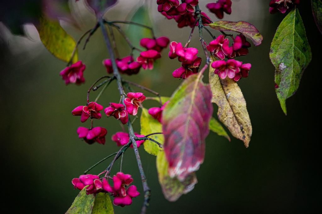 Violett in den Herbst | Violetter Blickfang - Realisiert mit Pictrs.com