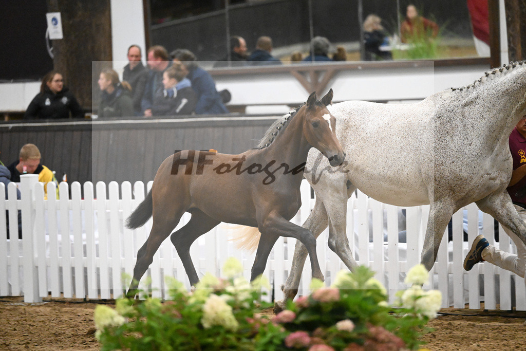 Fohlenauktion Next Chance_49220738 | hf-fotografie - Realisiert mit Pictrs.com