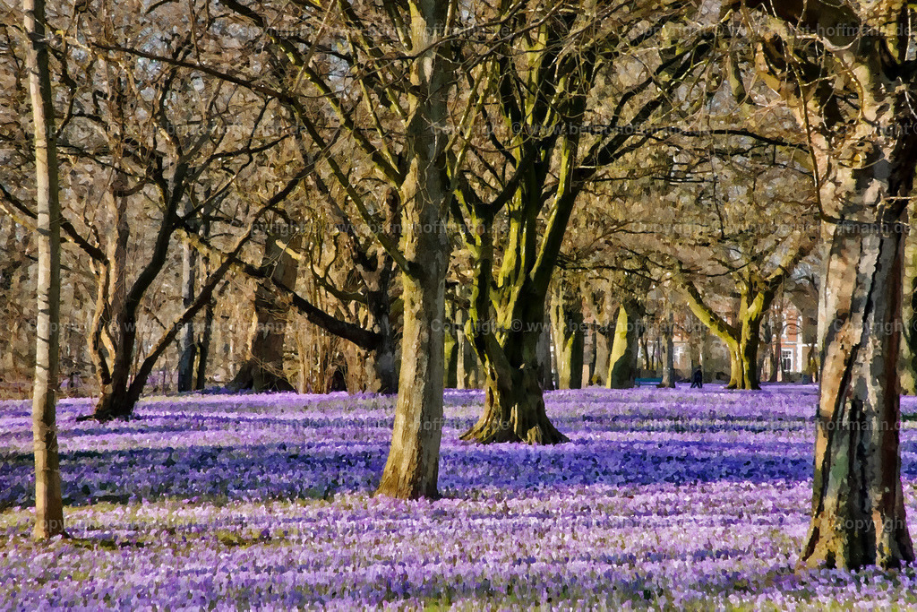 PDM2_9655_Krokusbluete_180x120 | DIGITALKUNST. Krokusblüte im Schlosspark. __ Parkanlage beim " Schloss vor Husum " in der Husumer Innenstadt. __ Seitenverhältnis 3 zu 2. __ Druckbar ist dieses Bild aber auch in vielen kleineren Formaten sowie in frei wählbaren Bildausschnitten. - Realisiert mit Pictrs.com